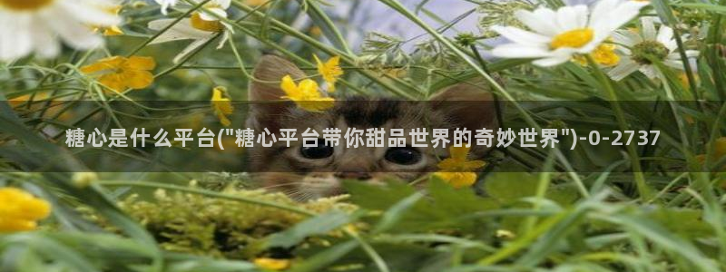 糖心唐伯虎vlog